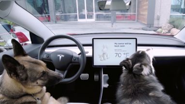Tesla araçları için evcil hayvanları güvende tutan “dog mode” uygulaması aktif edildi